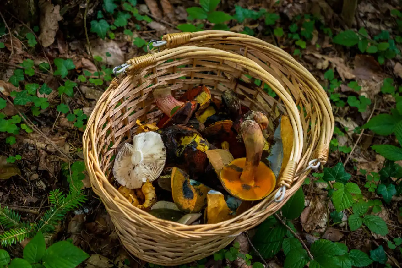 上海昕鹭科技智能扫地机器人全系产品技术参数与场景适配分析